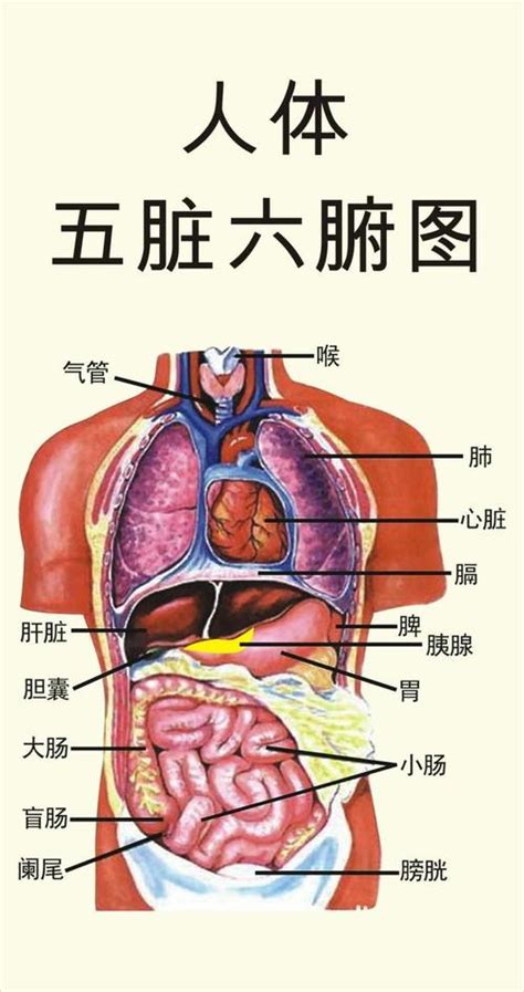 五臟六腑位置圖|【五臟位置】深入解剖！完整五臟位置圖，一看就懂身。